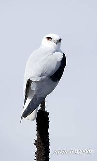 BLACK SHOULDER KITE  Australia,Black-shouldered Kite,Elanus axillaris,Geotagged