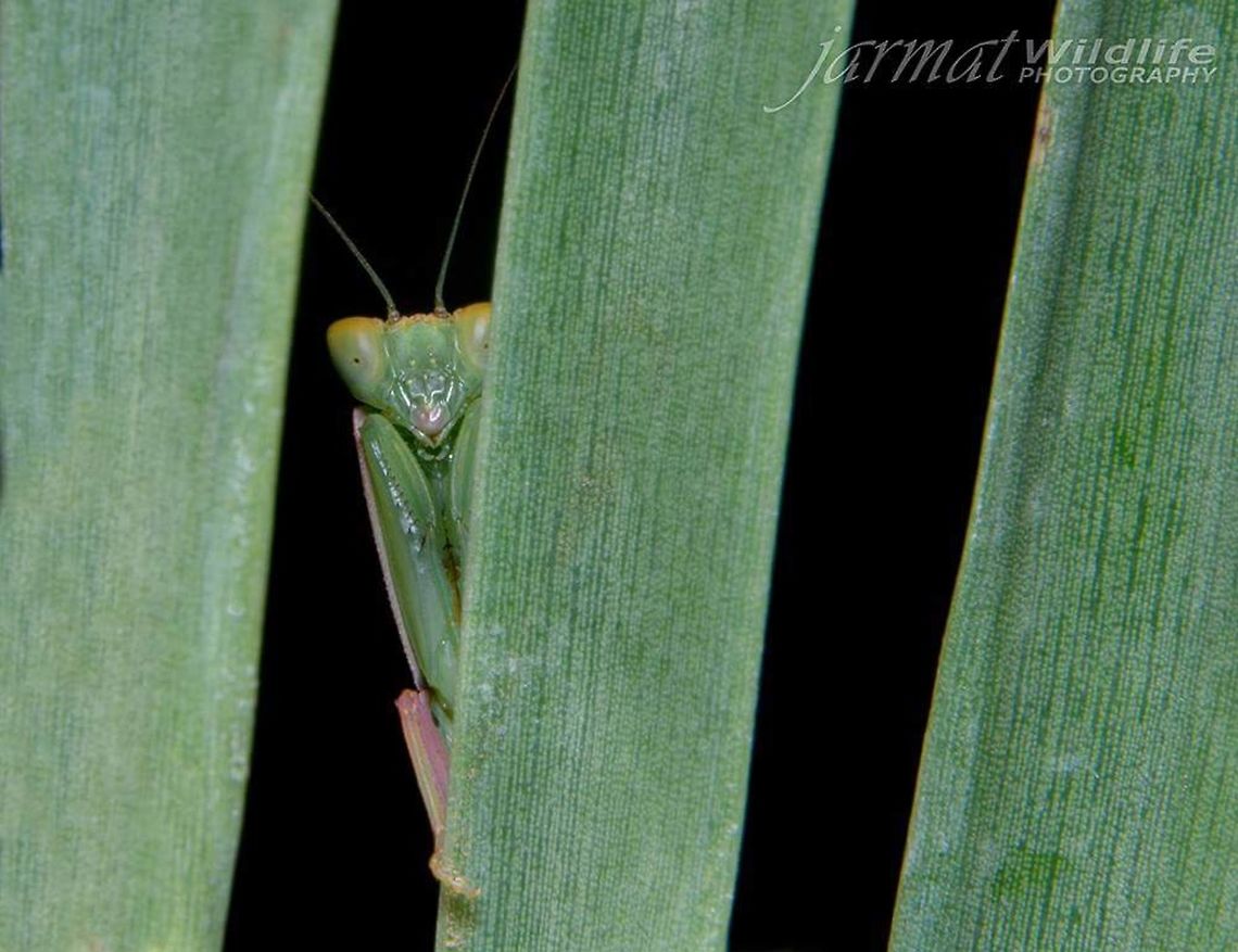 BOO !!!  Australia,Australian Green Mantis,Geotagged,Orthodera ministralis
