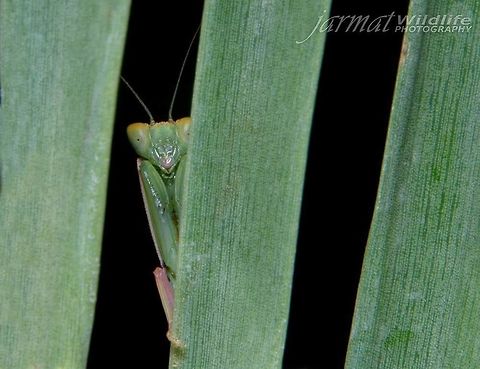 BOO !!!  Australia,Australian Green Mantis,Geotagged,Orthodera ministralis