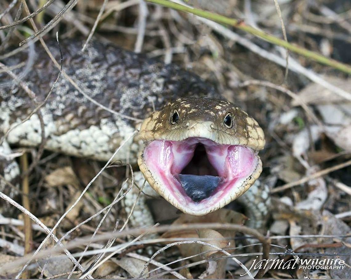 SHINGLES  Australia,Bobtail Skink,Geotagged,Tiliqua rugosa