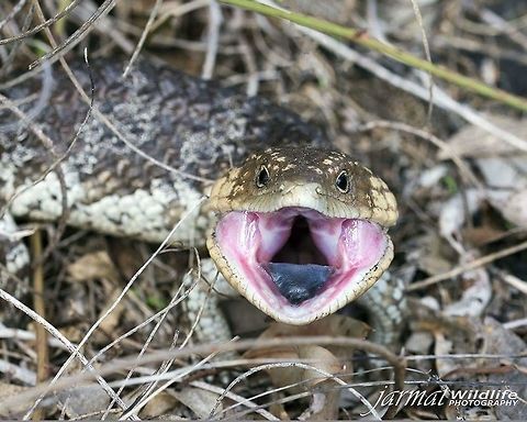SHINGLES  Australia,Bobtail Skink,Geotagged,Tiliqua rugosa