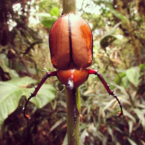 -Beatle.. &iquest;Embrace? Coleoptera,Dynastinae,Ecuador,Geotagged,Golofa,Scarabaeidae