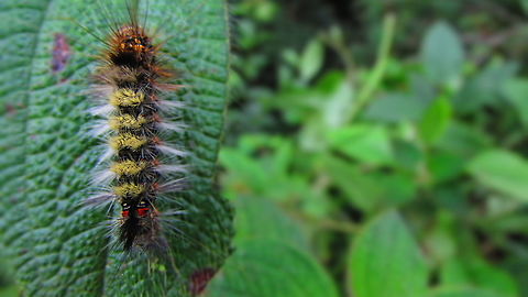 -Fat hairy..  Ecuador,Fall,Geotagged