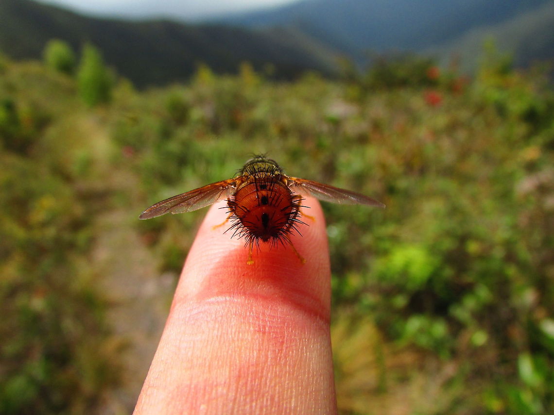 -Red fly.. -She guides me.. Ecuador,Geotagged,Winter,fly