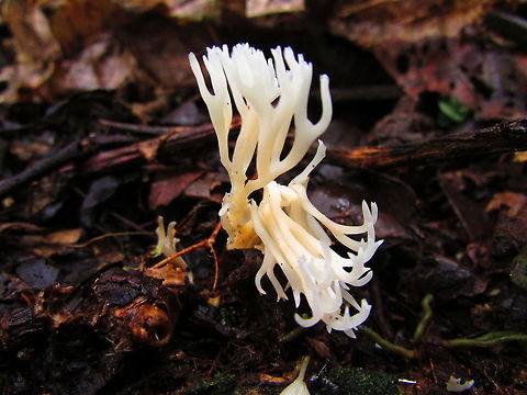 -Coral.. -Coral ground..
Homobasidiomycetes.. Ecuador,Fall,Geotagged