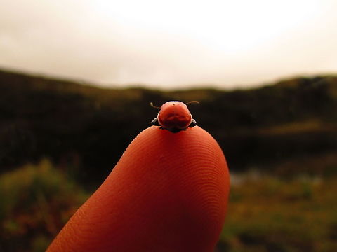 -Beatle..  Ecuador,Geotagged,Summer