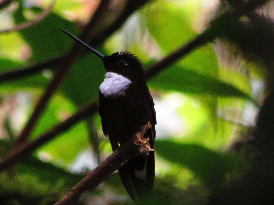 -Coeligena torquata..  Coeligena torquata,Collared inca,Ecuador,Fall,Geotagged