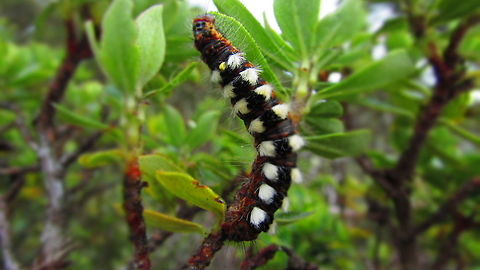 -Caterpillar..  Caterpillar,Ecuador,Fall,Geotagged,macro