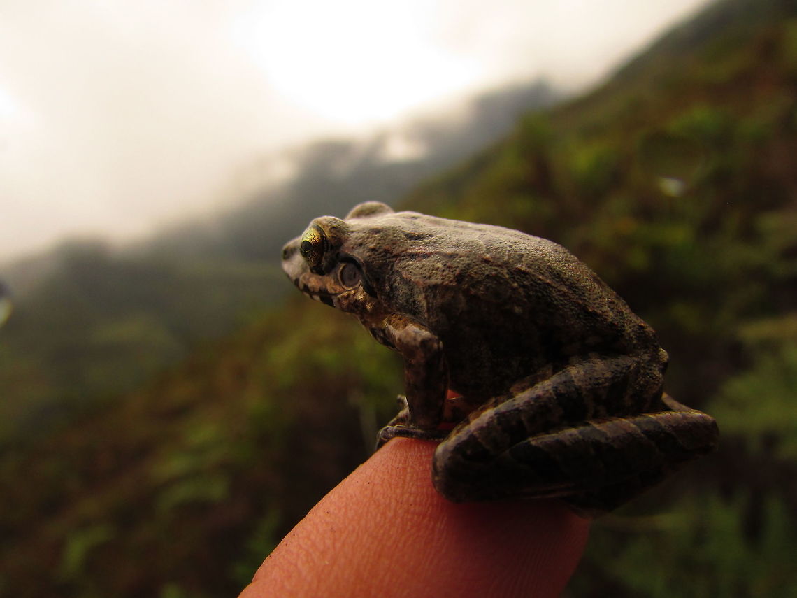 -Frog..  Ecuador,Epidalea calamita,Fall,Geotagged,Macro,amphibian,podocarpus