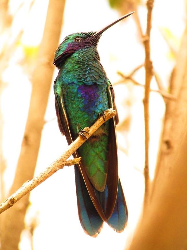 -Trochilinae Phaethornithinae.. -He found me.. Colibri coruscans,Ecuador,Geotagged,Sparkling violetear