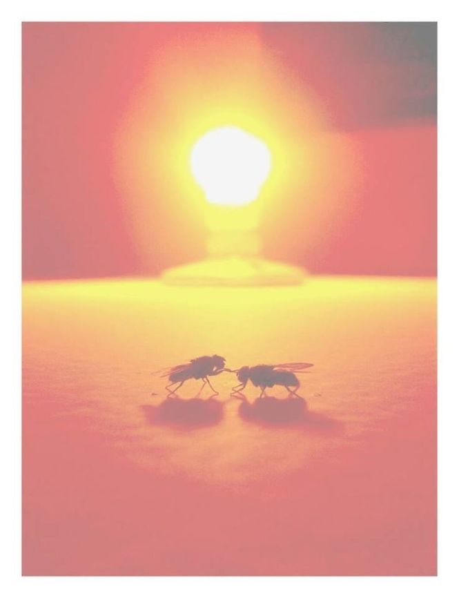 -Dipteros in love..  Ecuador,Geotagged