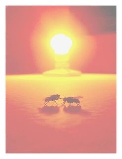 -Dipteros in love..  Ecuador,Geotagged