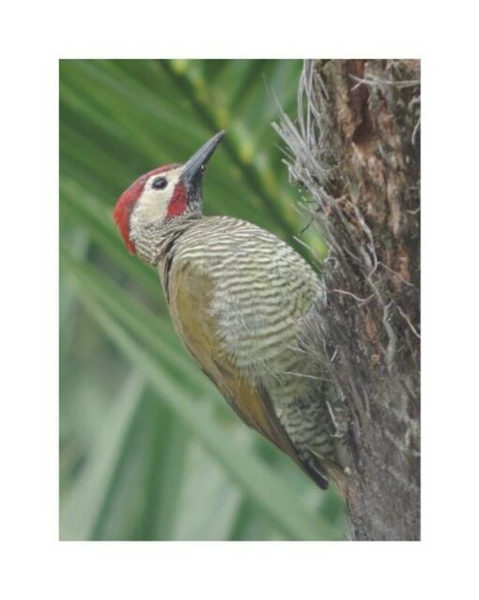 -Carpintero verdidorado (Colaptes rubiginosus)  Colaptes rubiginosus,Ecuador,Geotagged,golden-olive woodpecker