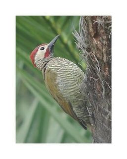 -Carpintero verdidorado (Colaptes rubiginosus)  Colaptes rubiginosus,Ecuador,Geotagged,golden-olive woodpecker