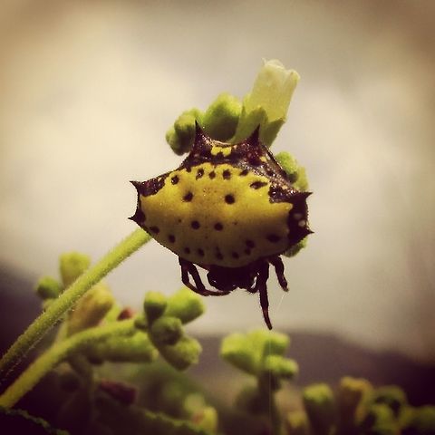 -Blind of happines..  Ecuador,Gasteracantha cancriformis,Geotagged