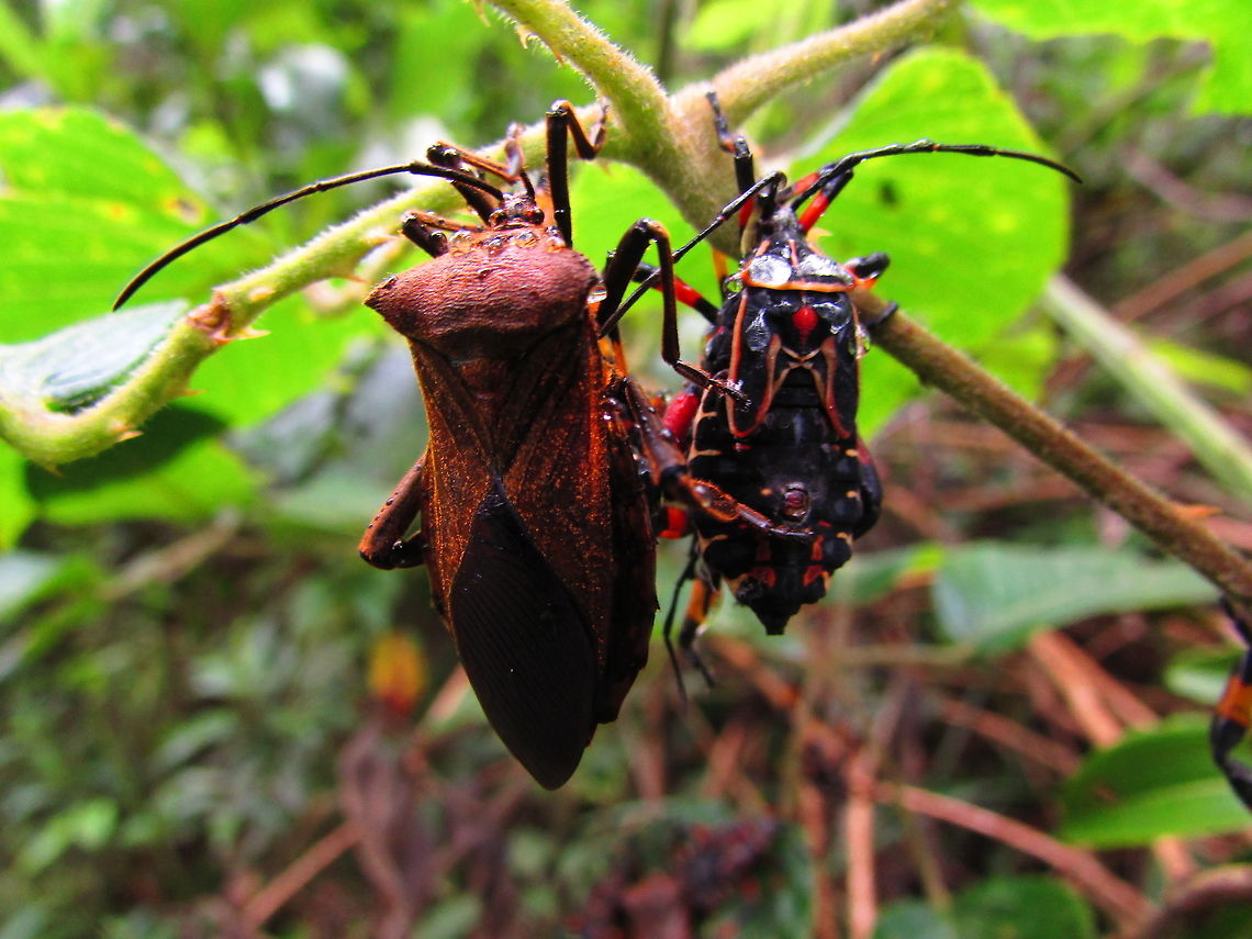 -Euthochtha galeator..  Ecuador,Fall,Florida leaf-footed bug,Geotagged,Leptoglossus phyllopus,Thasus neocalifornicus,giant mesquite bug,macro