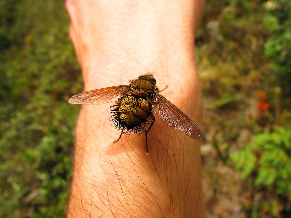 -Dipteros in my hand D; -Tachinidae.. Calliphora vicina,Ecuador,Fall,Geotagged