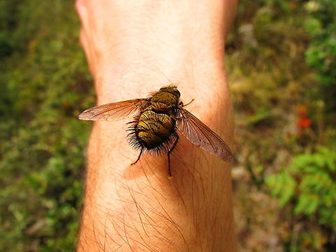-Dipteros in my hand D; -Tachinidae.. Calliphora vicina,Ecuador,Fall,Geotagged