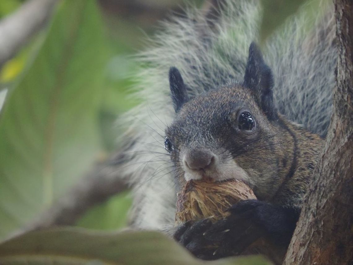 -Sciurus aureogaster..  Ecuador,Geotagged,Guayaquil squirrel,Mexican gray squirrel,Sciurus aureogaster,Sciurus stramineus
