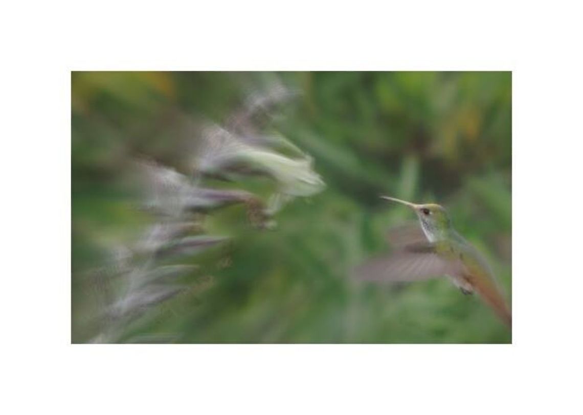 -Amazilia tzacatl..  Amazilia tzacatl,Ecuador,Geotagged,Rufous-tailed Hummingbird