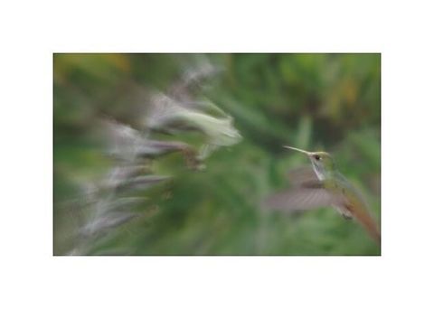 -Amazilia tzacatl..  Amazilia tzacatl,Ecuador,Geotagged,Rufous-tailed Hummingbird