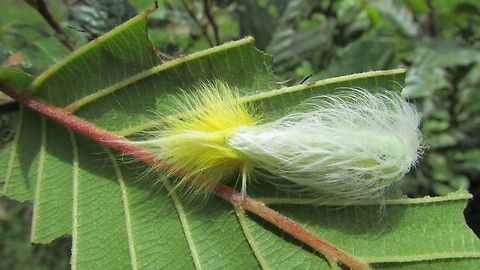 -Shaggy caterpillar..  Bugs,Caterpillar,Ecuador,Geotagged,Macro,greatnature,moth week 2018