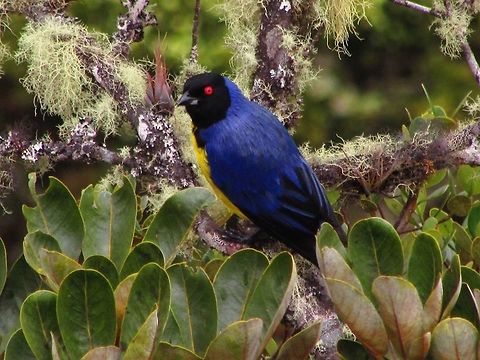 -Hooded Mountain-Tanager..  Buthraupis montana,Ecuador,Geotagged,Hooded mountain tanager