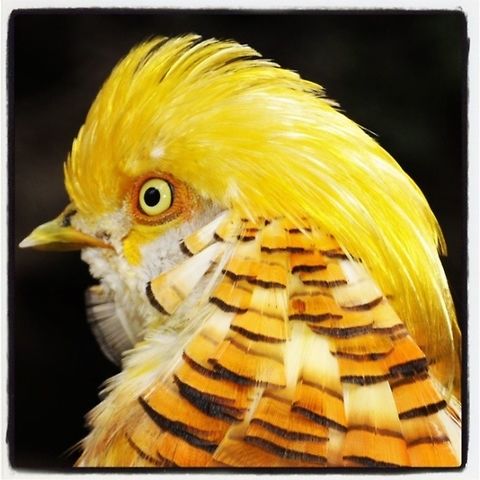 -Phasianus torquatus-Faisan..  Chrysolophus pictus,Ecuador,Geotagged,Golden Pheasant