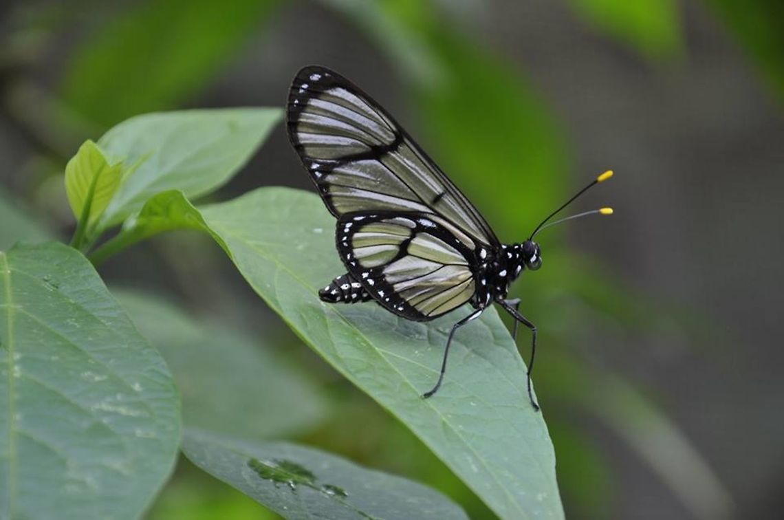 Methona confusa psamathe Methona confusa psamathe Godman &amp; Salvin, 1898<br />
TL: Ecuador Ecuador,Geotagged,Methona confusa