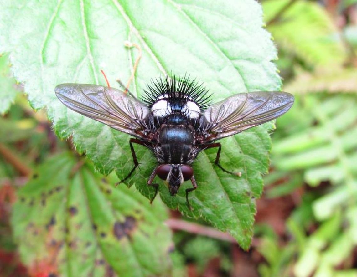 -Punk..  Ecuador,Geotagged