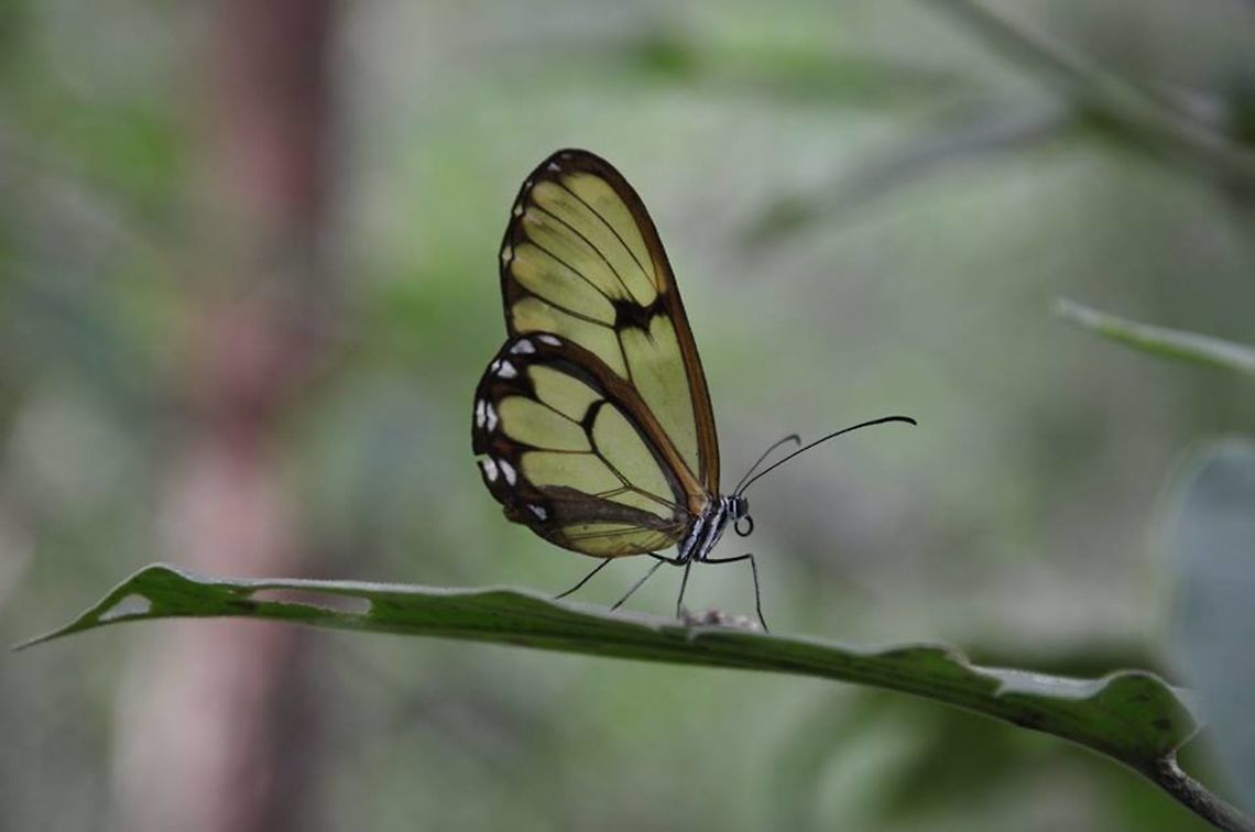 Glasswing butterfly  Ecuador,Geotagged,Glasswinged butterfly