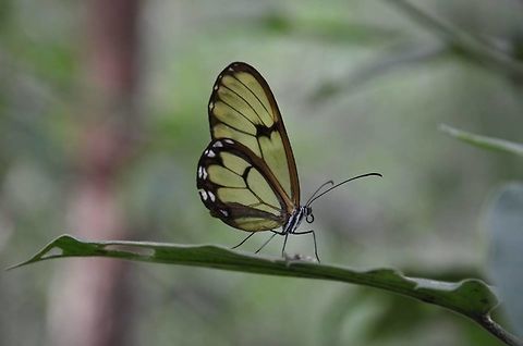 Glasswing butterfly  Ecuador,Geotagged,Glasswinged butterfly