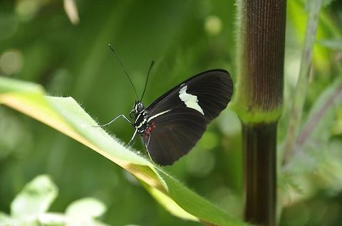 -In the eyes of god..  Doris Longwing,Ecuador,Geotagged,Heliconius erato,Laparus doris,Red Postman
