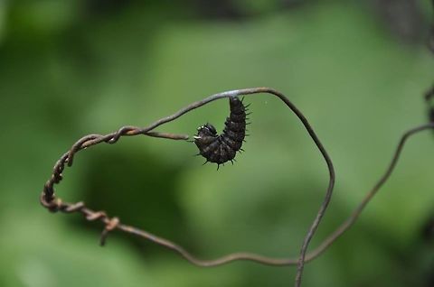 -Metamorphosis  Ecuador,Geotagged