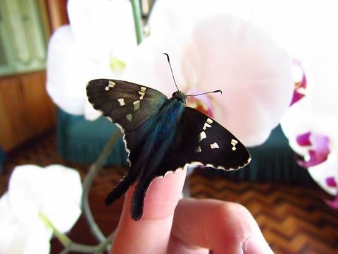 -&iexcl;HEY YOU!  Ecuador,Geotagged,Urbanus viterboana