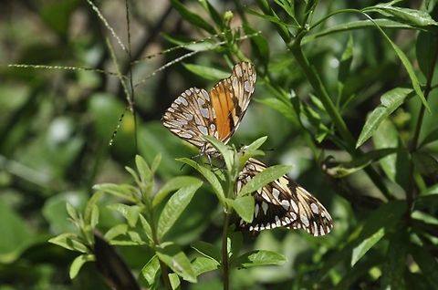 -A kiss..  Dione juno,Ecuador,Geotagged,Juno Silverspot