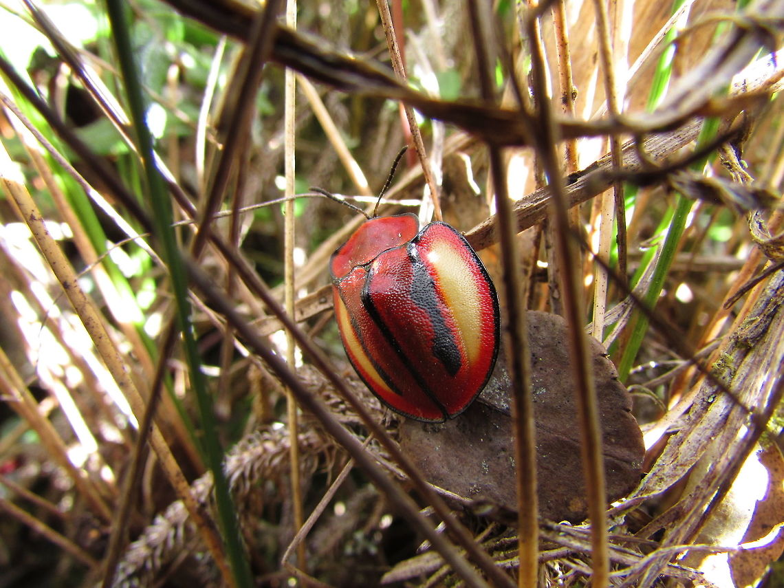 -A beautifull hat..  Cassinidae,Chrysomelidae,Ecuador,Fall,Geotagged