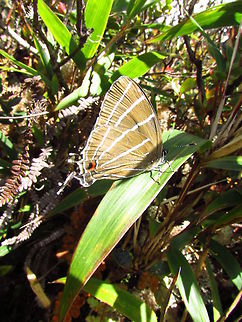 P O M P E R I P O S A  Ecuador,Fall,Geotagged,Laothus oceia