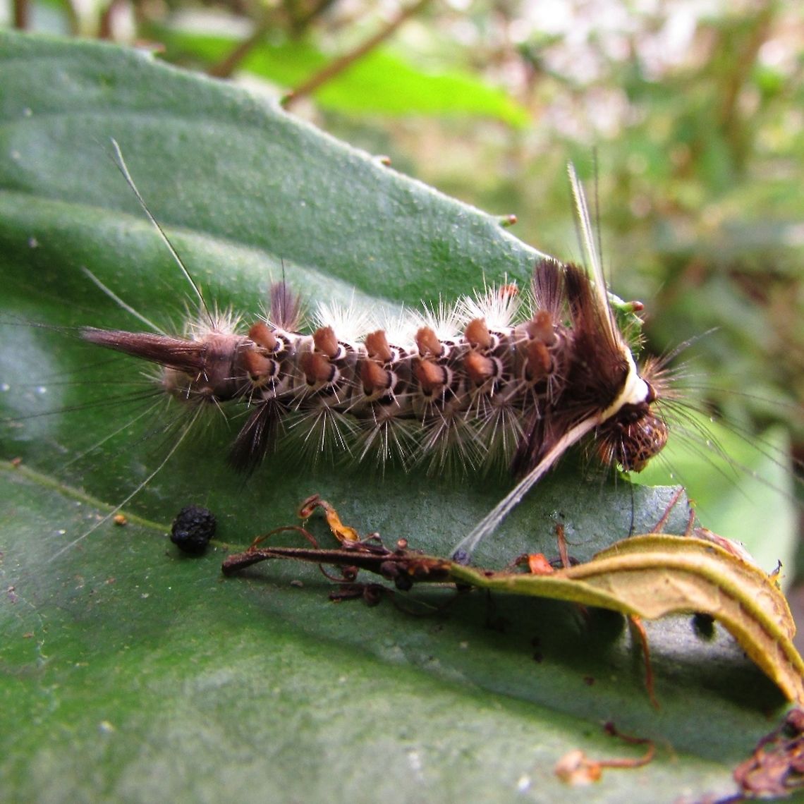 -Caterpillar..  Ecuador,Geotagged