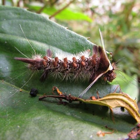 -Caterpillar..  Ecuador,Geotagged