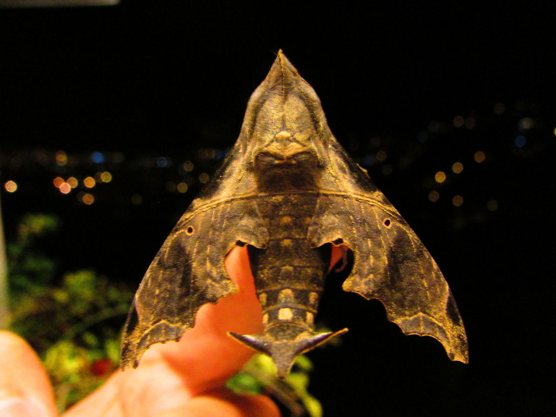 S P L I T W I G  Ecuador,Enyo lugubris,Geotagged,Mournful sphinx,Winter