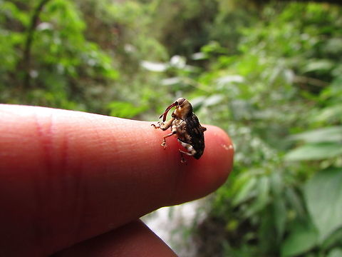 ¡BELLEZA PERFECTA! Curculionidae: Conoderinae Ecuador,Fall,Geotagged