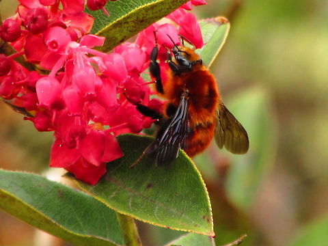 -Big red..  Ecuador,Geotagged,Winter
