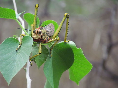 -Orthoptera..  Ecuador,Geotagged,Summer