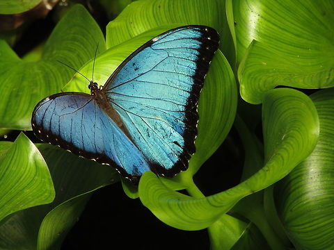 Morpho peleides  Ecuador,Geotagged,Morpho peleides,Peleides Blue Morpho,Winter