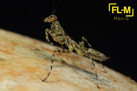 Bark Mantis, Liturgusa sp.  Colombia,Geotagged,Liturgusa,Winter,insect,macro,nature