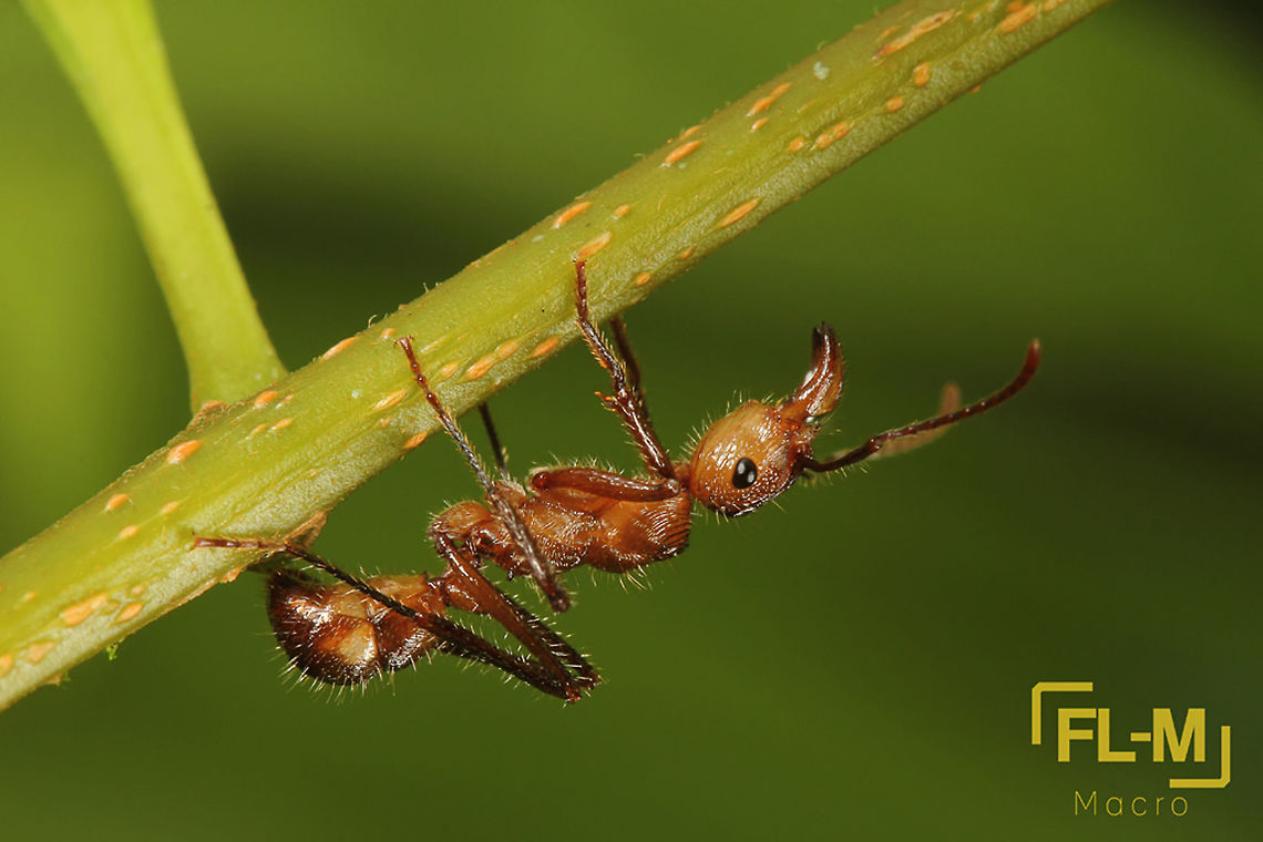 Ectatomma tuberculatum (Heminoptera: Formicidae)  Colombia,Ectatomma,Ectatomma tuberculatum,Fall,Formicidae,Geotagged,Insects,nature