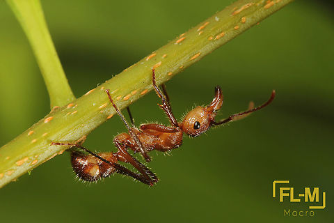Ectatomma tuberculatum (Heminoptera: Formicidae)  Colombia,Ectatomma,Ectatomma tuberculatum,Fall,Formicidae,Geotagged,Insects,nature