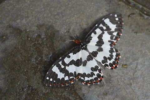 Pterothysanus laticilia  Geotagged,Pterothysanus laticilia,Spring,Thailand