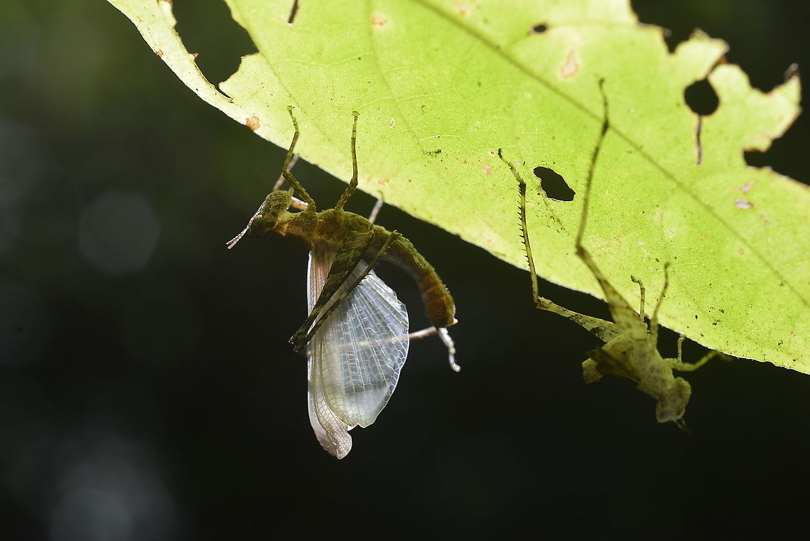 Orthoptera ? from Chae Son National park.Thailand Geotagged,Spring,Thailand